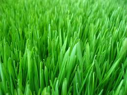 Ječmenova trava kot vir zdravja