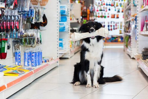 Kaj vse lahko kupite v trgovini za male živali?